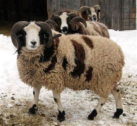 rare sheep breeds | Deborah Silver & Co.