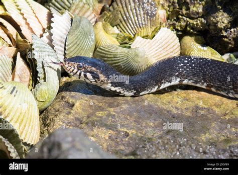 Florida banded water snake hi-res stock photography and images - Alamy