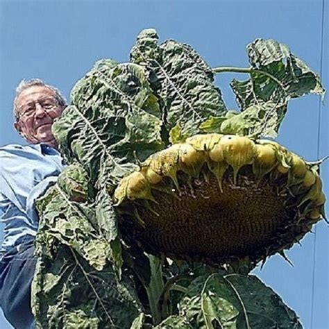 1000 Seeds Giant Sunflower - Mongolian Giant | Giant sunflower, Dwarf plants, Big potted plants