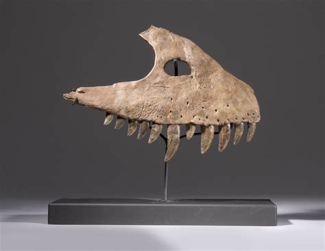 ALLOSAURUS TEETH, MONTANA, USA | Christie’s