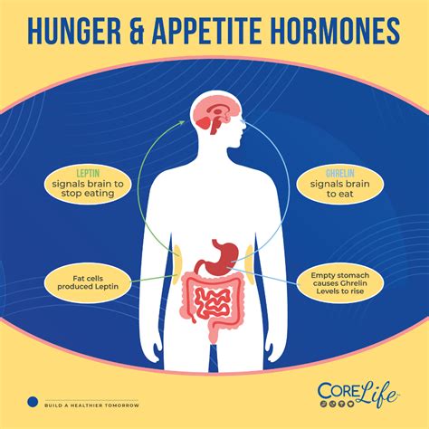 Understanding Hunger Hormones in Weight Management | CoreLife Healthcare