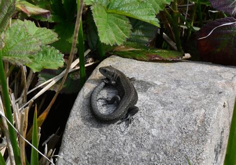 Common Lizard - Friends of Heene Cemetery