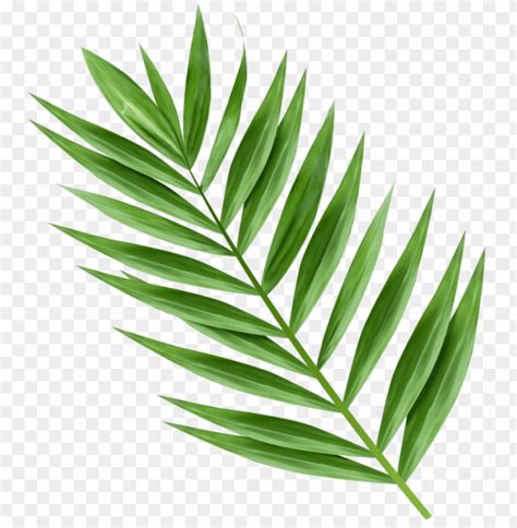 Palm Branch Transparent Clipart Png Photo - 45323 | TOPpng