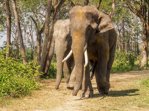 Visiting an Elephant Sanctuary in Thailand