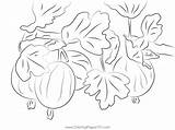 Gooseberry Up Tree Coloring Page For Kids  Free Printable sketch template
