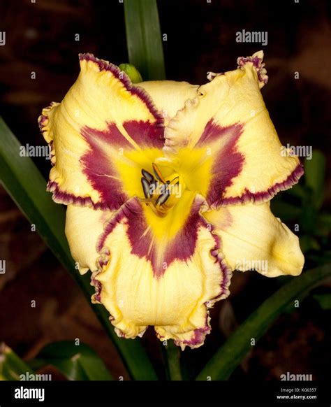 Colourful daylilies hi-res stock photography and images - Alamy