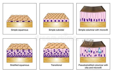 Epithelial types. The structure and formation of different types of ...