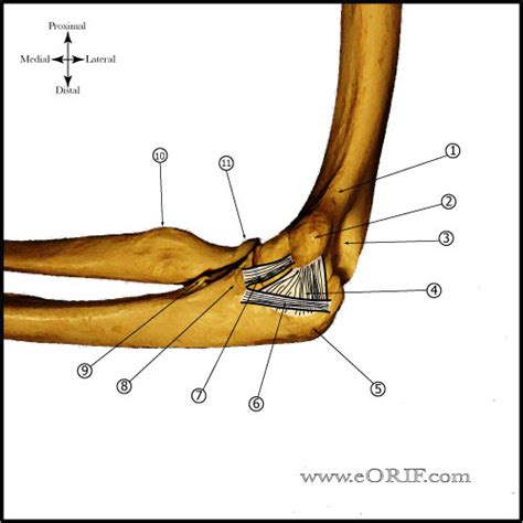 MCL Reconstruction 24346 | eORIF