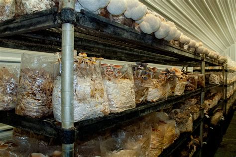 A Simplified Overview of Mushroom Cultivation Strategies — Fungi Perfecti