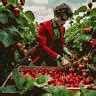Strawberry Harvest Party - Free GIF on Pixabay - Pixabay