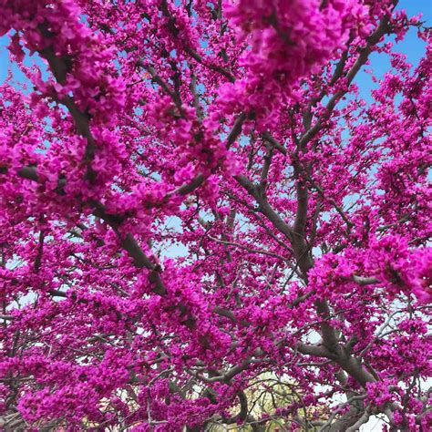 Oklahoma Redbud Trees for Sale | BrighterBlooms.com