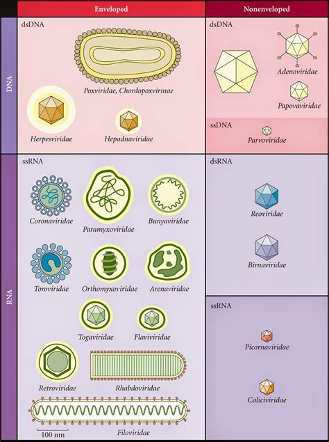 Medical Laboratory and Biomedical Science: Virus Classification