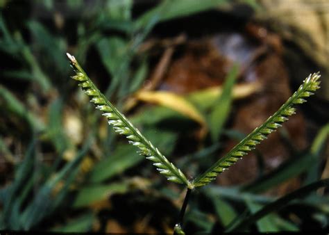 Eleusine indica (Poaceae) image 13373 at PhytoImages.siu.edu