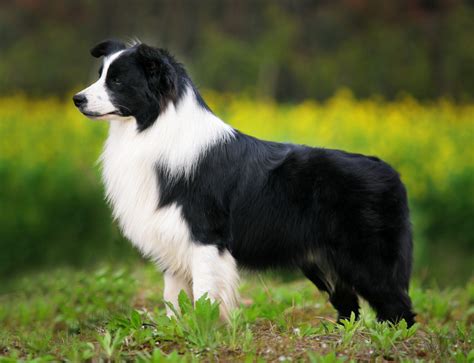 Border Collie - Steckbrief, Charakter, Wesen und Haltung