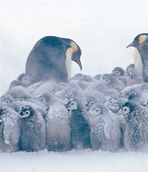 Emperor Penguin Breeding Cycle Australian Antarctic Program