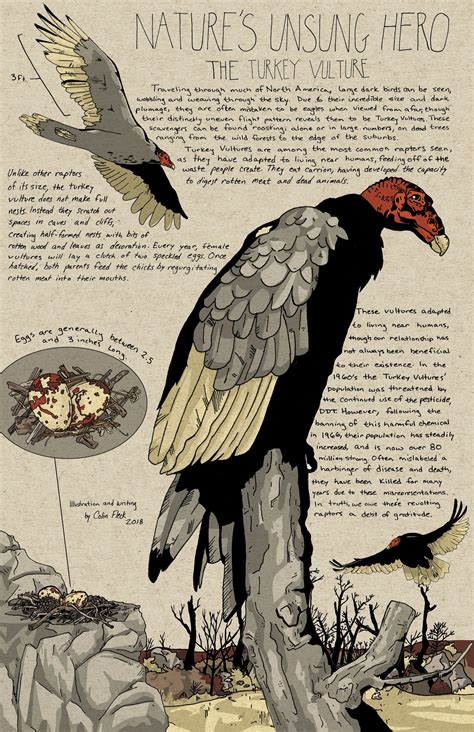 The Turkey Vulture | Vulture culture, Bird art, Vulture