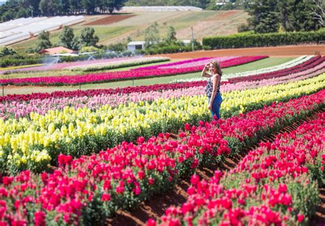 Tesselaar KaBloom Festival of Flowers in The Dandenong Ranges