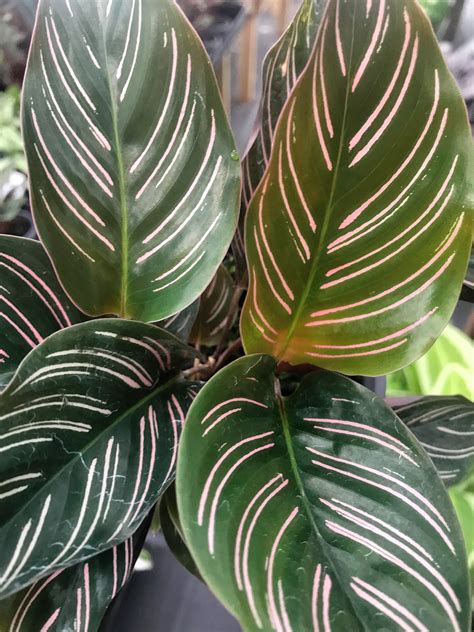 Calathea Ornata Dark Foliage Calathea l Indoor plant | Etsy