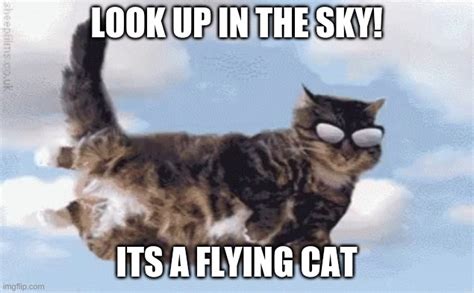 Flying Cat Meme - Imgflip