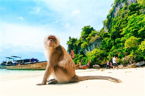 Monkey Beach in Phi Phi Island - Great Snorkelling Spot on Koh Phi Phi ...