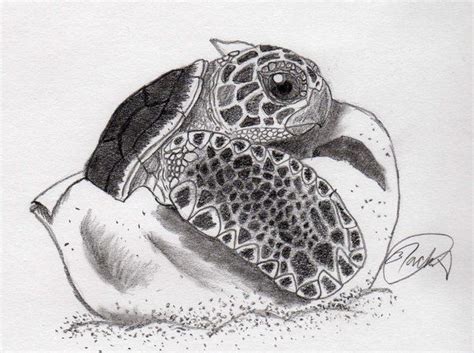 Baby Sea Turtle by JacktheReaper414 on deviantART | Turtle drawing, Turtle sketch, Turtle watercolor