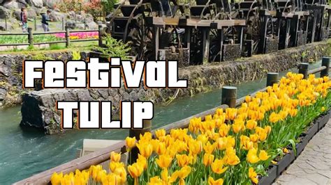 HOKKAIDO TULIP FESTIVAL / GROWING A MILLION TULIP OF VARIETIES BEAUTIFUL FLOWERS🌷🌷🇯🇵 - YouTube