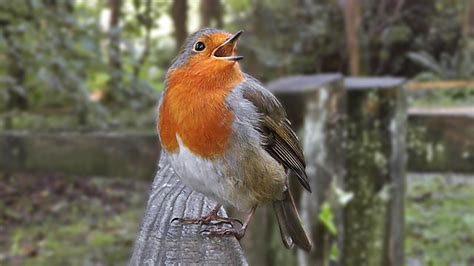 Robin Bird Song - Singing with Passion - The Loudest Robin Ever - YouTube