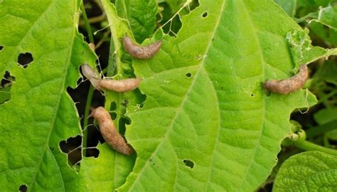 How To Get Rid of Slugs - 14 Methods & Prevention Tips