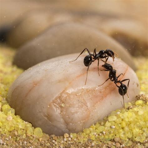 Sand Ant Farm anthill Formicarium Educational Ants NO | Etsy