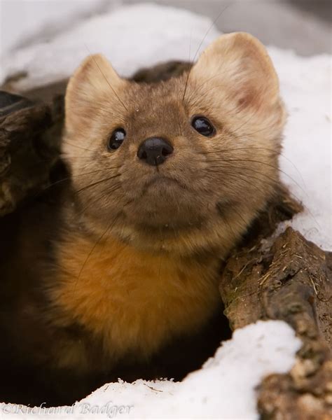 Small North American Mammals - Richard Badger Photography