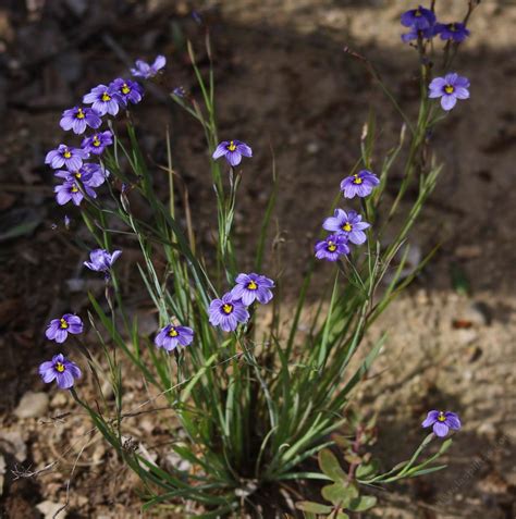 Sisyrinchium - Alchetron, The Free Social Encyclopedia