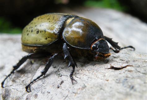 Female Eastern Hercules Beetle - What's That Bug?