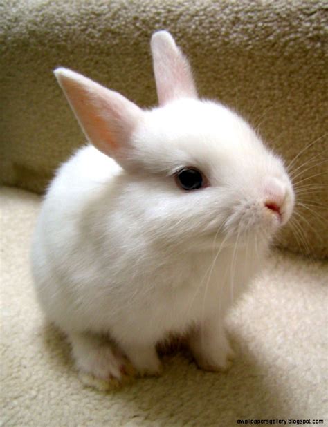 Cute White Baby Bunnies | Wallpapers Gallery