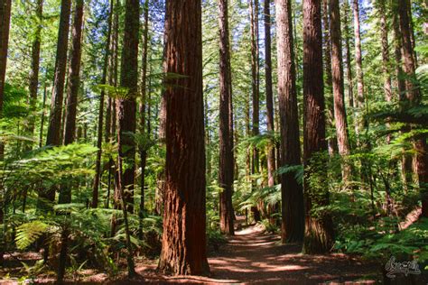 Redwood-forest-rotorua-nouvelle-zelande - Quest Retreats