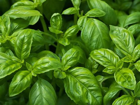 How to Grow Basil Indoors | HGTV