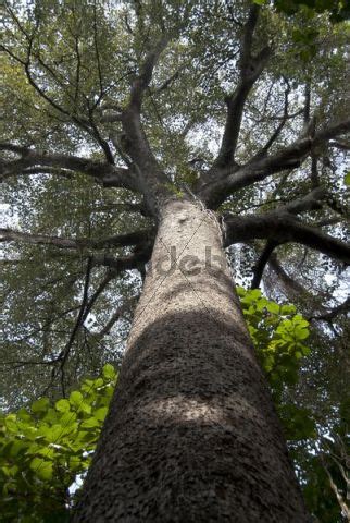 2015: Oluronbi and the Iroko tree, by Adekoya Boladale