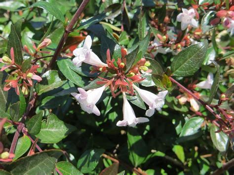 Abelia grandiflora - Boething Treeland Farms