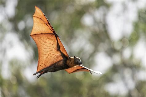 Grey-headed Flying-fox Flying At Sunset, Victoria, Australia Photograph by Doug Gimesy ...