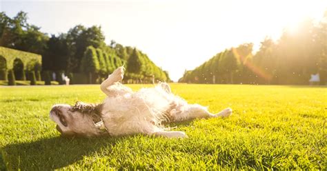 Why Does My Dog Lay in the Sun? | POPSUGAR UK Pets