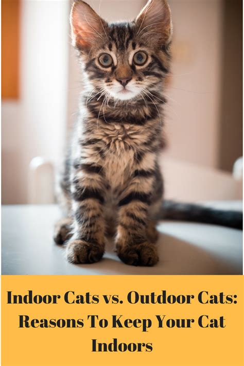 Indoor Cats vs. Outdoor Cats: Top Reasons to Keep Your Cat Inside ...