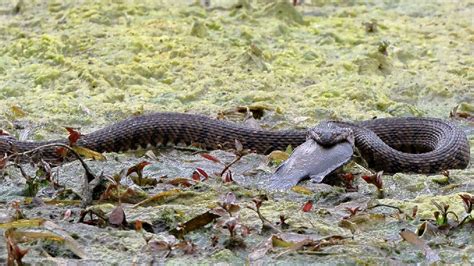 Texas photographer captures huge snake devouring fish: 'If you're squeamish, then scroll' | Fox News