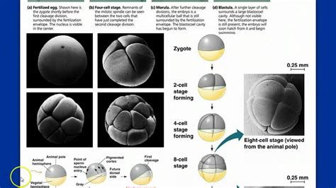 Introduction to Animal Development - YouTube