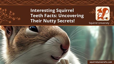 Interesting Squirrel Teeth Facts: Uncovering Their Nutty Secrets! - Squirrel University