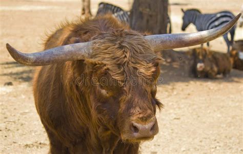 Big horns of Ox of watussi stock image. Image of brown - 25533645