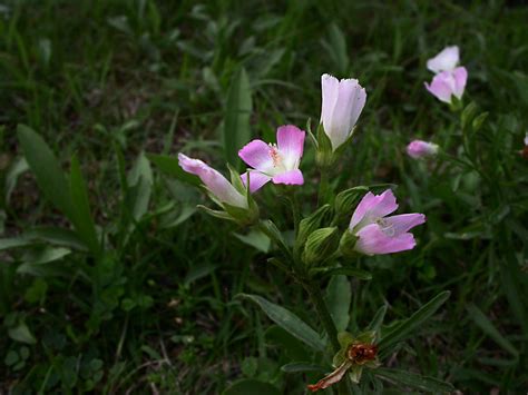 Callirhoe alcaeoides (Malvaceae) image 15562 at PhytoImages.siu.edu