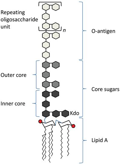 Frontiers | Recognition of lipid A variants by the TLR4-MD-2 receptor complex | Cellular and ...