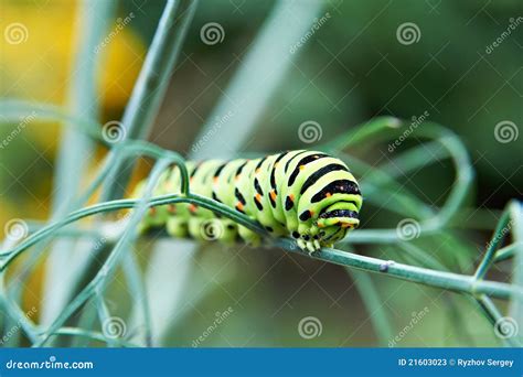 Caterpillar Butterfly Papilio Machaon Stock Image - Image of ecology, animals: 21603023