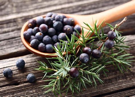 Juniper Berries Certified Organic 100g