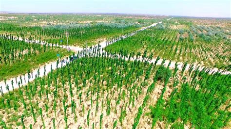 Top 25 Examples of Afforestation Projects Globally - Environment Go!