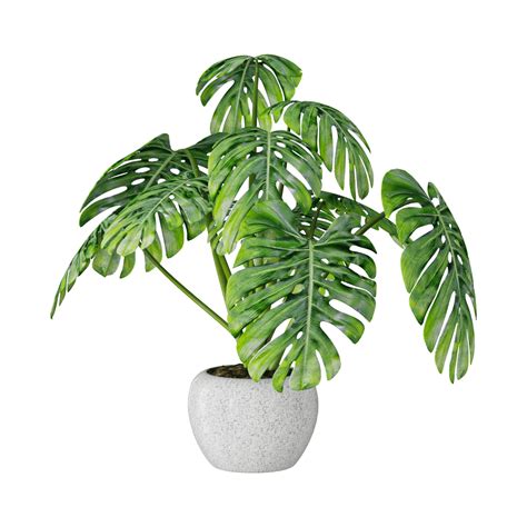 Plant Monstera 01 - Download the 3D Model (25056) | zeelproject.com